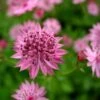 Astrantia 'Roma' (PBR) -Herbalife Shop pl2000003711