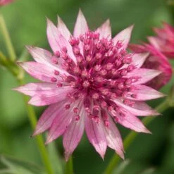 Astrantia 'Roma' (PBR) -Herbalife Shop pl2000003711 card3 lg