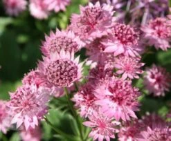 Astrantia 'Roma' (PBR) -Herbalife Shop pl2000003711 card4 lg