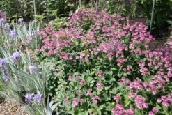 Astrantia 'Roma' (PBR) -Herbalife Shop pl2000003711 card5 lg