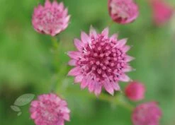 Astrantia 'Roma' (PBR) -Herbalife Shop pl2000003711 card6 lg