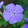 Vinca Minor 'Bowles's Variety' -Herbalife Shop pl2000003981