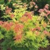 Acer Palmatum 'Orange Dream' -Herbalife Shop pl2000004371