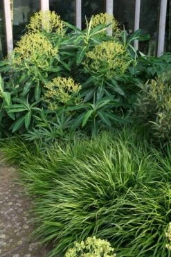 Hakonechloa Macra -Herbalife Shop pl2000004400 card2 lg