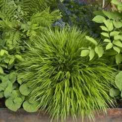 Hakonechloa Macra -Herbalife Shop pl2000004400 card3 lg