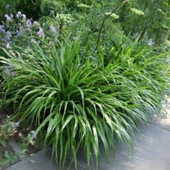 Hakonechloa Macra -Herbalife Shop pl2000004400 card4 lg