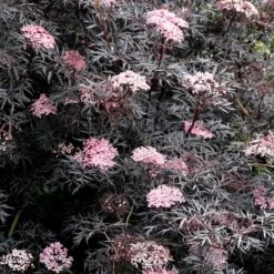 Sambucus Nigra F. Porphyrophylla 'Eva' (PBR)