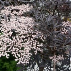 Sambucus Nigra F. Porphyrophylla 'Eva' (PBR) -Herbalife Shop pl2000004449 card10 lg