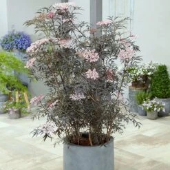 Sambucus Nigra F. Porphyrophylla 'Eva' (PBR) -Herbalife Shop pl2000004449 card3 lg