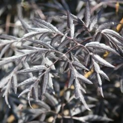 Sambucus Nigra F. Porphyrophylla 'Eva' (PBR) -Herbalife Shop pl2000004449 card4 lg