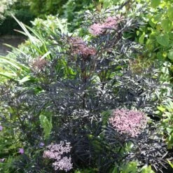Sambucus Nigra F. Porphyrophylla 'Eva' (PBR) -Herbalife Shop pl2000004449 card5 lg