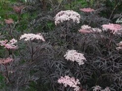 Sambucus Nigra F. Porphyrophylla 'Eva' (PBR) -Herbalife Shop pl2000004449 card6 lg