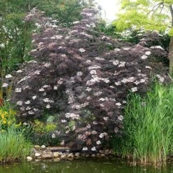 Sambucus Nigra F. Porphyrophylla 'Eva' (PBR) -Herbalife Shop pl2000004449 card8 lg