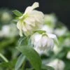 Helleborus Hybridus Harvington Double White -Herbalife Shop pl2000004638