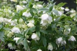Helleborus Hybridus Harvington Double White -Herbalife Shop pl2000004638 card2 lg