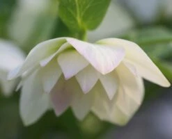 Helleborus Hybridus Harvington Double White -Herbalife Shop pl2000004638 card3 lg