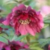 Helleborus × Hybridus Harvington Double Red -Herbalife Shop pl2000004639