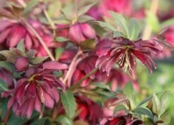 Helleborus × Hybridus Harvington Double Red -Herbalife Shop pl2000004639 card2 lg
