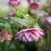 Helleborus × Hybridus Harvington Double Pink -Herbalife Shop pl2000004640