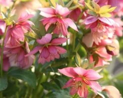 Helleborus × Hybridus Harvington Double Pink -Herbalife Shop pl2000004640 card2 lg