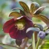 Helleborus × Hybridus Harvington Smokey Blues -Herbalife Shop pl2000004641