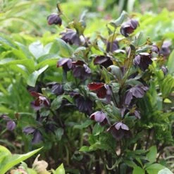 Helleborus × Hybridus Harvington Smokey Blues -Herbalife Shop pl2000004641 card2 lg