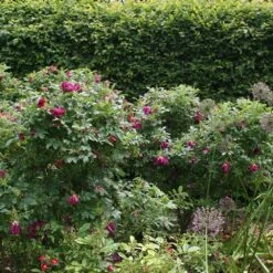 Rosa 'Roseraie De L'Haÿ' -Herbalife Shop pl2000004696 card2 lg