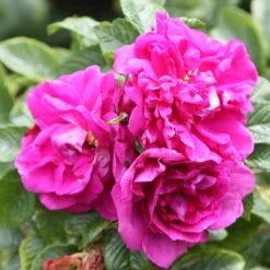 Rosa 'Roseraie De L'Haÿ' -Herbalife Shop pl2000004696 card3 lg