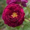 Rosa 'Tuscany Superb' -Herbalife Shop pl2000004709