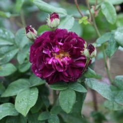 Rosa 'Tuscany Superb' -Herbalife Shop pl2000004709 card2 lg