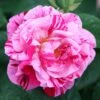 Rosa 'Ferdinand Pichard' -Herbalife Shop pl2000004947