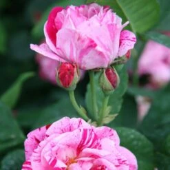 Rosa 'Ferdinand Pichard' -Herbalife Shop pl2000004947 card2 lg