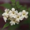 Jasminum Officinale Devon Cream (PBR) -Herbalife Shop pl2000004963