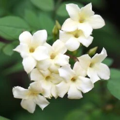 Jasminum Officinale Devon Cream (PBR) -Herbalife Shop pl2000004963 card4 lg