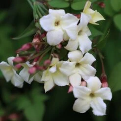 Jasminum Officinale Devon Cream (PBR) -Herbalife Shop pl2000004963 card5 lg