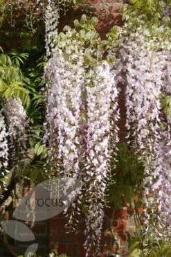 Wisteria Floribunda 'Kuchi-beni' -Herbalife Shop pl2000005197 card3 lg