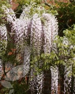 Wisteria Floribunda 'Kuchi-beni' -Herbalife Shop pl2000005197 card4 lg