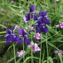 Iris 'Caesar's Brother' -Herbalife Shop pl2000005271 card3 lg