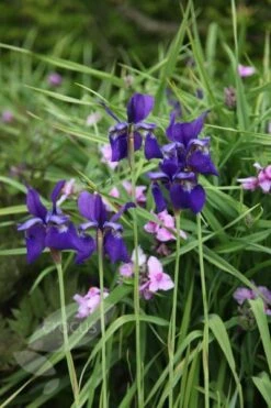 Iris 'Caesar's Brother' -Herbalife Shop pl2000005271 card4 lg