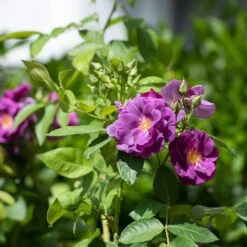 Rosa Rhapsody In Blue ('Frantasia') (PBR) -Herbalife Shop pl2000005376 card2 lg