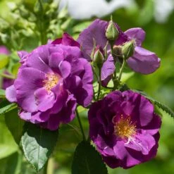 Rosa Rhapsody In Blue ('Frantasia') (PBR) -Herbalife Shop pl2000005376 card3 lg