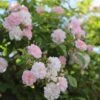 Rosa 'Paul's Himalayan Musk' -Herbalife Shop pl2000005398