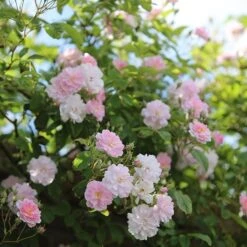 Rosa 'Paul's Himalayan Musk' -Herbalife Shop pl2000005398 card4 lg
