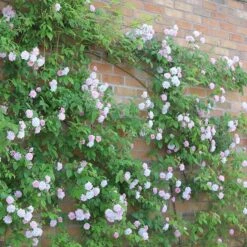 Rosa 'Paul's Himalayan Musk' -Herbalife Shop pl2000005398 card5 lg