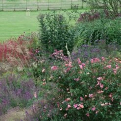 Rosa × Odorata 'Mutabilis' -Herbalife Shop pl2000005424 card2 lg