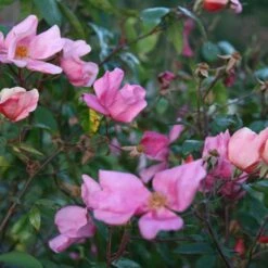 Rosa × Odorata 'Mutabilis' -Herbalife Shop pl2000005424 card3 lg