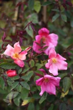 Rosa × Odorata 'Mutabilis' -Herbalife Shop pl2000005424 card4 lg