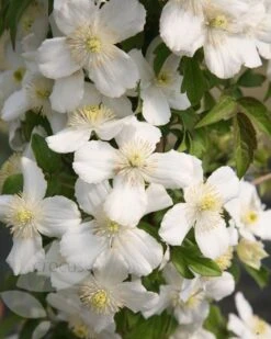Clematis 'Miss Christine' -Herbalife Shop pl2000005510 card2 lg