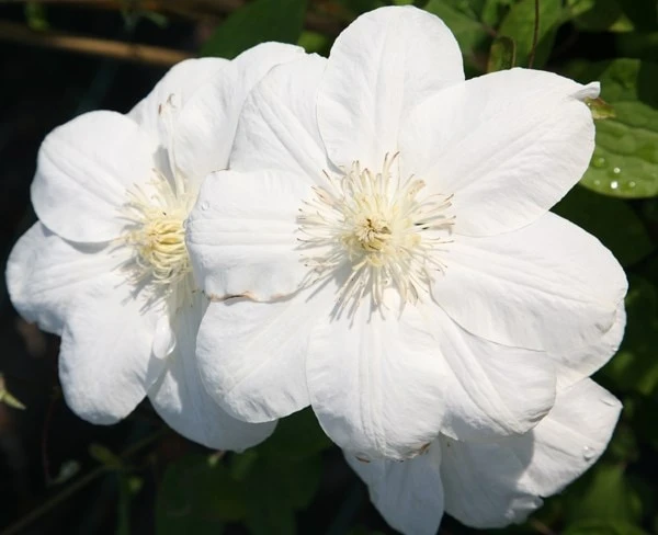 Clematis 'Guernsey Cream' 4 Clematis 'Guernsey Cream' - Image 2