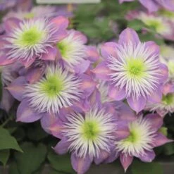 Clematis Crystal Fountain ('Evipo038') (PBR) -Herbalife Shop pl2000005864 card2 lg